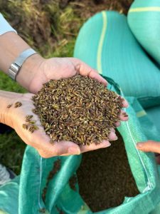 Thu hoạch lúa Nếp Cau trên cánh đồng vùng lúa Bắc Bộ.