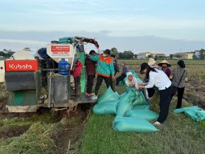 nam binh thu mua lua nep tuoi tại ruong
